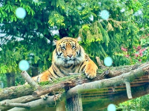 Wycieczka do zoo